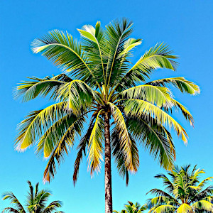March 30 - The Powerful Palm Tree
